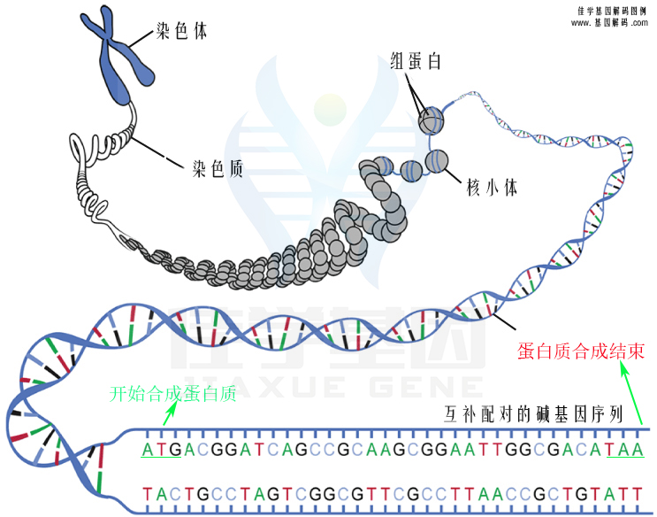 【佳學(xué)基因檢測】需要多長時(shí)間可以拿艾司西酞普蘭敏感性-代謝/PK基因解碼、<a href=http://alivewithwords.com/tk/jiema/cexujishu/2021/31933.html>基因檢測</a>報(bào)告？