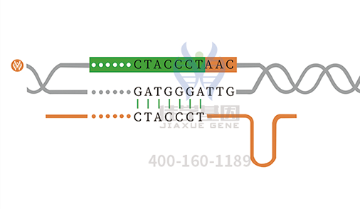 【佳學(xué)基因檢測】孟買表型基因解碼、<a href=http://alivewithwords.com/tk/jiema/cexujishu/2021/31933.html>基因檢測</a>的報告看得懂嗎？