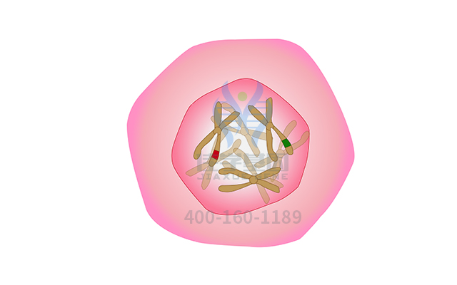 【佳學(xué)基因檢測(cè)】常染色體顯性遺傳性小腦性共濟(jì)失調(diào)<font color='red'>耳聾</font>和發(fā)作性睡病基因解碼、<a href=http://alivewithwords.com/tk/jiema/cexujishu/2021/31933.html>基因檢測(cè)</a>的報(bào)告有人解讀嗎？