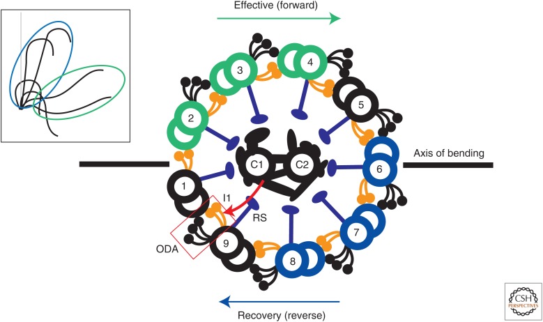 An external file that holds a picture, illustration, etc.
Object name is cshperspect-CTO-018325_F1.jpg