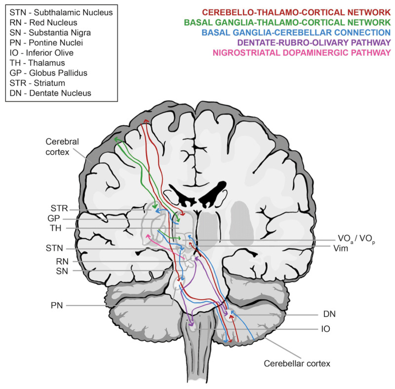 Networks implicated in the pathophysiology of tremor in spinocerebellar ataxias