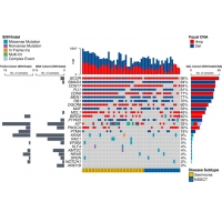 【佳學(xué)基因檢測】睪丸生殖細(xì)胞<font color='red'>腫瘤</font>基因檢測
